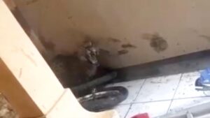 Macan Tutul Kumbang Turun ke Permukiman Bandung, Dua Warga Terluka