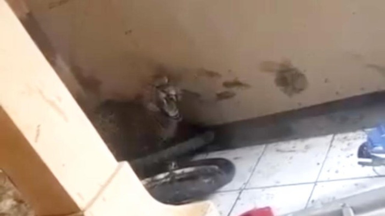 Macan Tutul Kumbang Turun ke Permukiman Bandung, Dua Warga Terluka