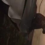 Macan Tutul Masuk Kampung di Bandung, Dua Warga Terluka Akibat Serangan