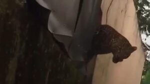 Macan Tutul Masuk Kampung di Bandung, Dua Warga Terluka Akibat Serangan