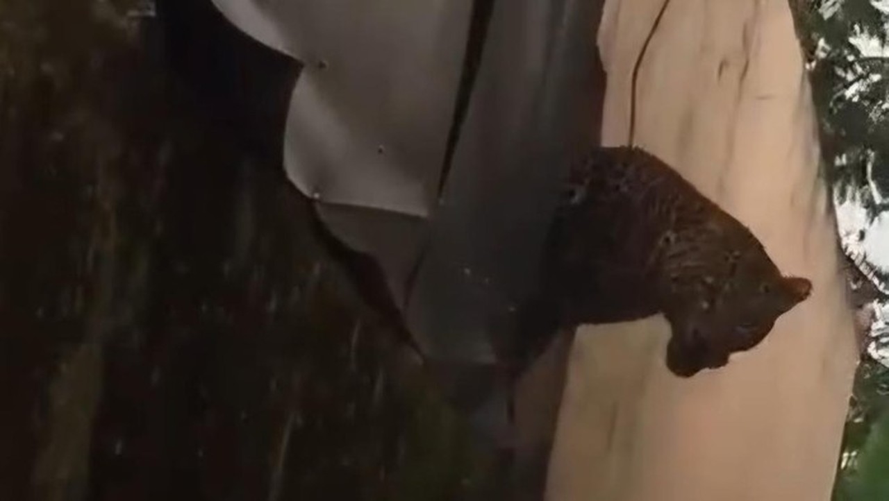 Macan Tutul Masuk Kampung di Bandung, Dua Warga Terluka Akibat Serangan