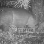 Anak Badak Jawa Terpantau di Ujung Kulon, Bukti Keberhasilan Konservasi