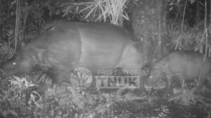 Anak Badak Jawa Terpantau di Ujung Kulon, Bukti Keberhasilan Konservasi