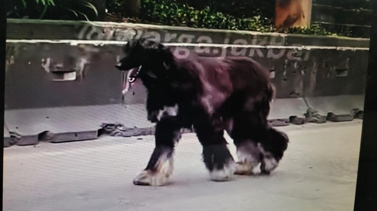 Anjing Afghan Hound Menggemaskan Terlepas di Daan Mogot, Sempat Dikira Kambing oleh Pengendara