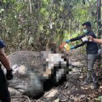 Gajah Sumatera Mati Mengenaskan di Riau, Kepala dan Gading Hilang Diduga Dibunuh