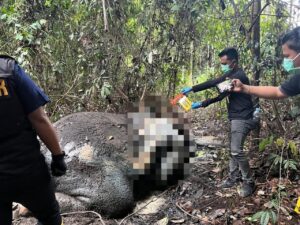 Gajah Sumatera Mati Mengenaskan di Riau, Kepala dan Gading Hilang Diduga Dibunuh