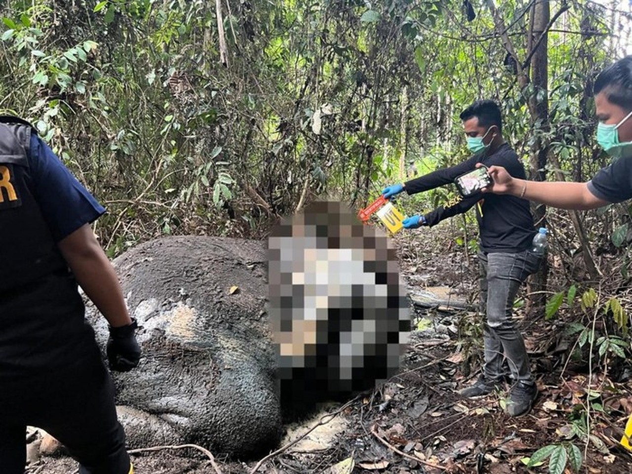 Gajah Sumatera Mati Mengenaskan di Riau, Kepala dan Gading Hilang Diduga Dibunuh