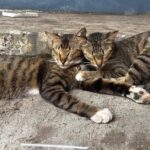 Pensiunan ASN di Blora Tawarkan Kucing Persia Ganti Kucing yang Ditendang Mati