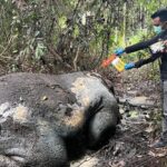 Gajah Sumatera Ditemukan Mati di Pelalawan, Proyektil Bersarang di Tengkorak