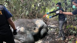 Gajah Sumatera Ditemukan Mati di Pelalawan, Proyektil Bersarang di Tengkorak