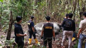 Gajah Sumatera Ditemukan Mati Mengenaskan di Riau, Diduga Dibunuh untuk Diambil Gadingnya