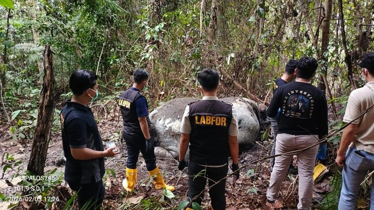 Gajah Sumatera Ditembak Mati, DPR Mendesak Pelaku Diberi Sanksi Berat
