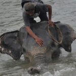 Kemenhut Kejar Jaringan Pembunuh Gajah Sumatera Tanpa Kepala di Riau