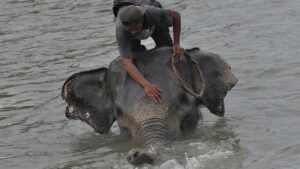 Kemenhut Kejar Jaringan Pembunuh Gajah Sumatera Tanpa Kepala di Riau