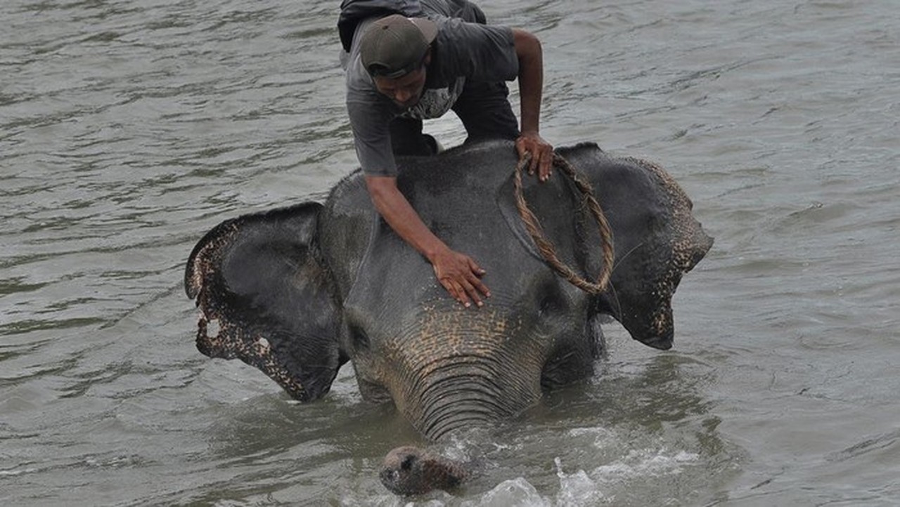 Kemenhut Kejar Jaringan Pembunuh Gajah Sumatera Tanpa Kepala di Riau