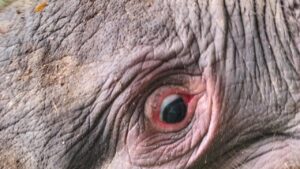 Kemenhut Panggil Direksi PT RAPP Terkait Gajah Sumatera Mati Tanpa Kepala di Riau