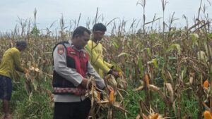 Aipda Iwan: 15 Tahun Bina Ratusan Petani, Tingkatkan Ekonomi Desa di Ogan Ilir