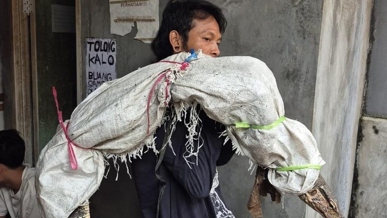 Pria Pemanggul Karung di Jakbar Viral Dikira Bawa Mayat, Ternyata Berisi Biawak Hidup