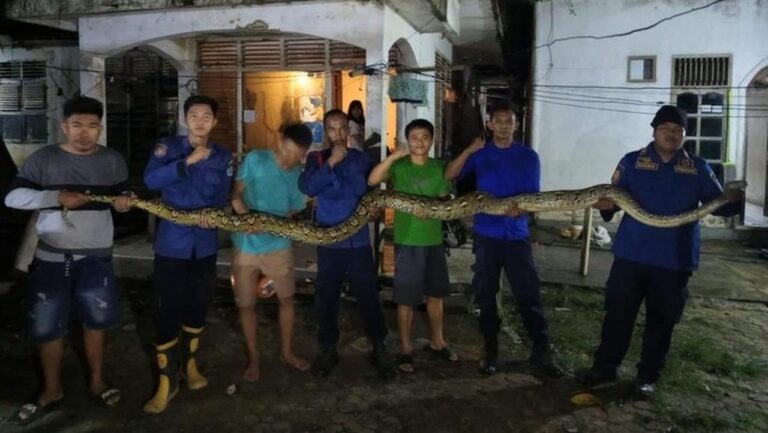Piton 7 Meter Gemparkan Warga Kendari, Bersembunyi di Plafon Rumah Semalaman