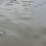 Sungai Jaletreng Tercemar Pestisida Akibat Kebakaran Pabrik, Air PAM Tangsel Tetap Aman