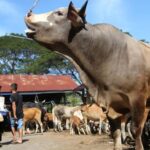Wagub Aceh Minta Bantuan Sapi Meugang untuk 1.455 Desa Segera Disalurkan Sebelum Ramadan