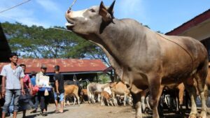 Wagub Aceh Minta Bantuan Sapi Meugang untuk 1.455 Desa Segera Disalurkan Sebelum Ramadan