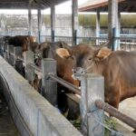 Prabowo Alokasikan Rp 72 Miliar untuk Sapi Meugang Korban Bencana Aceh