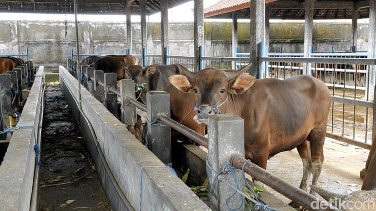 Prabowo Alokasikan Rp 72 Miliar untuk Sapi Meugang Korban Bencana Aceh