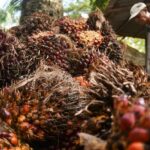 KPK Ungkap Celah Penyimpangan Pajak Sawit, Dorong Perbaikan Tata Kelola