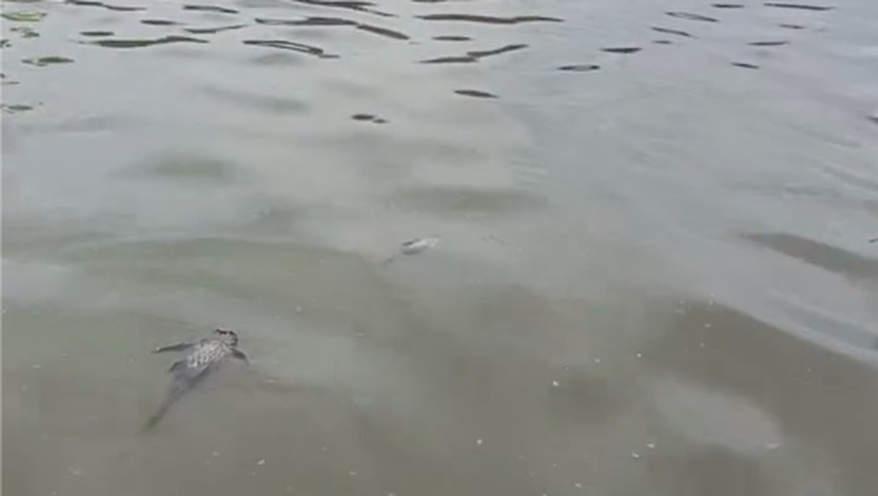 Warga Tangerang Dilarang Konsumsi Ikan Sungai Cisadane Akibat Tercemar Pestisida