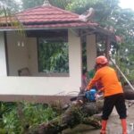 Pohon Tumbang Akibat Hujan Angin di Cibinong Bogor, 3 Rumah Warga Rusak