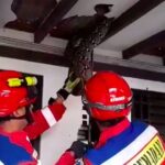 Ular Sanca 4 Meter Hebohkan Pasar Minggu, Plafon Rumah Jebol Akibat Bobotnya