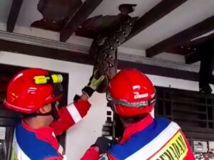 Ular Sanca 4 Meter Hebohkan Pasar Minggu, Plafon Rumah Jebol Akibat Bobotnya