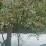 20 Ton Pestisida Cemari Sungai Cisadane, Warga Dilarang Konsumsi Ikan Lokal