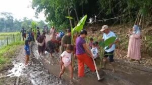 Aksi Unik Warga Lebak Tanam Pohon Pisang dan Padi di Jalan Rusak sebagai Bentuk Protes