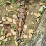 Tiga Buaya dan Sepasang Kasuari Dievakuasi dari Tempat Wisata Tutup di Serang