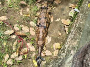 Tiga Buaya dan Sepasang Kasuari Dievakuasi dari Tempat Wisata Tutup di Serang