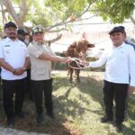 Presiden Prabowo Sumbang 1.455 Sapi untuk Warga Aceh Sambut Ramadan