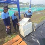 Napi Nusakambangan Tekuni Budidaya Ikan Sidat, Raih Premi Rp 450 Ribu per Bulan