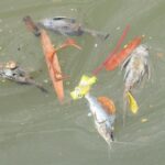 Gudang Pestisida Terbakar Cemari Sungai Cisadane, PT Biotek Saranatama Terancam Gugatan Perdata