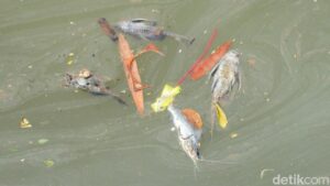 Gudang Pestisida Terbakar Cemari Sungai Cisadane, PT Biotek Saranatama Terancam Gugatan Perdata