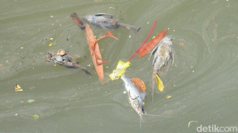 Gudang Pestisida Terbakar Cemari Sungai Cisadane, PT Biotek Saranatama Terancam Gugatan Perdata