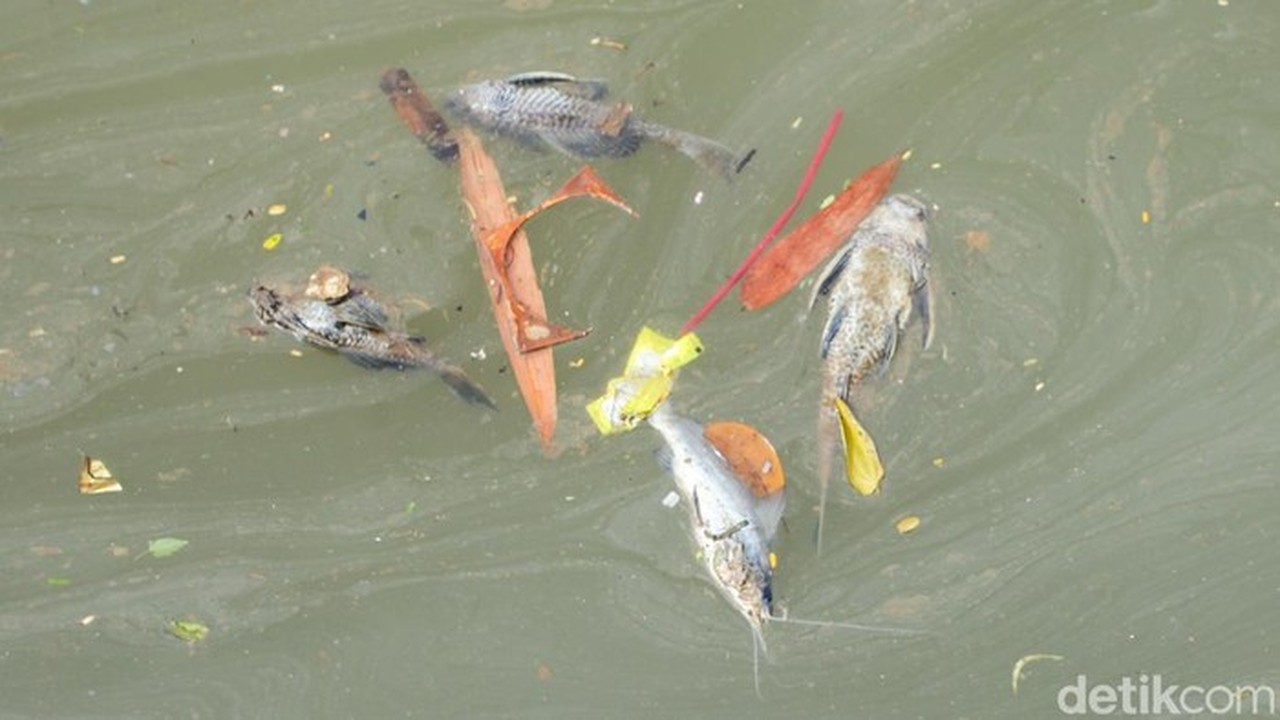 Gudang Pestisida Terbakar Cemari Sungai Cisadane, PT Biotek Saranatama Terancam Gugatan Perdata