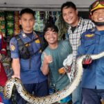 Sanca 4 Meter Gegerkan Toko Es Krim di Bogor, Karyawan Panik Minta Bantuan Damkar