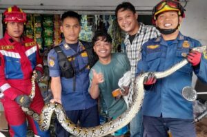 Sanca 4 Meter Gegerkan Toko Es Krim di Bogor, Karyawan Panik Minta Bantuan Damkar