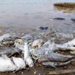 Peneliti BRIN Ingatkan Bahaya Kronis Pestisida Tumpah di Sungai Cisadane Pascakebakaran