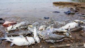 Peneliti BRIN Ingatkan Bahaya Kronis Pestisida Tumpah di Sungai Cisadane Pascakebakaran