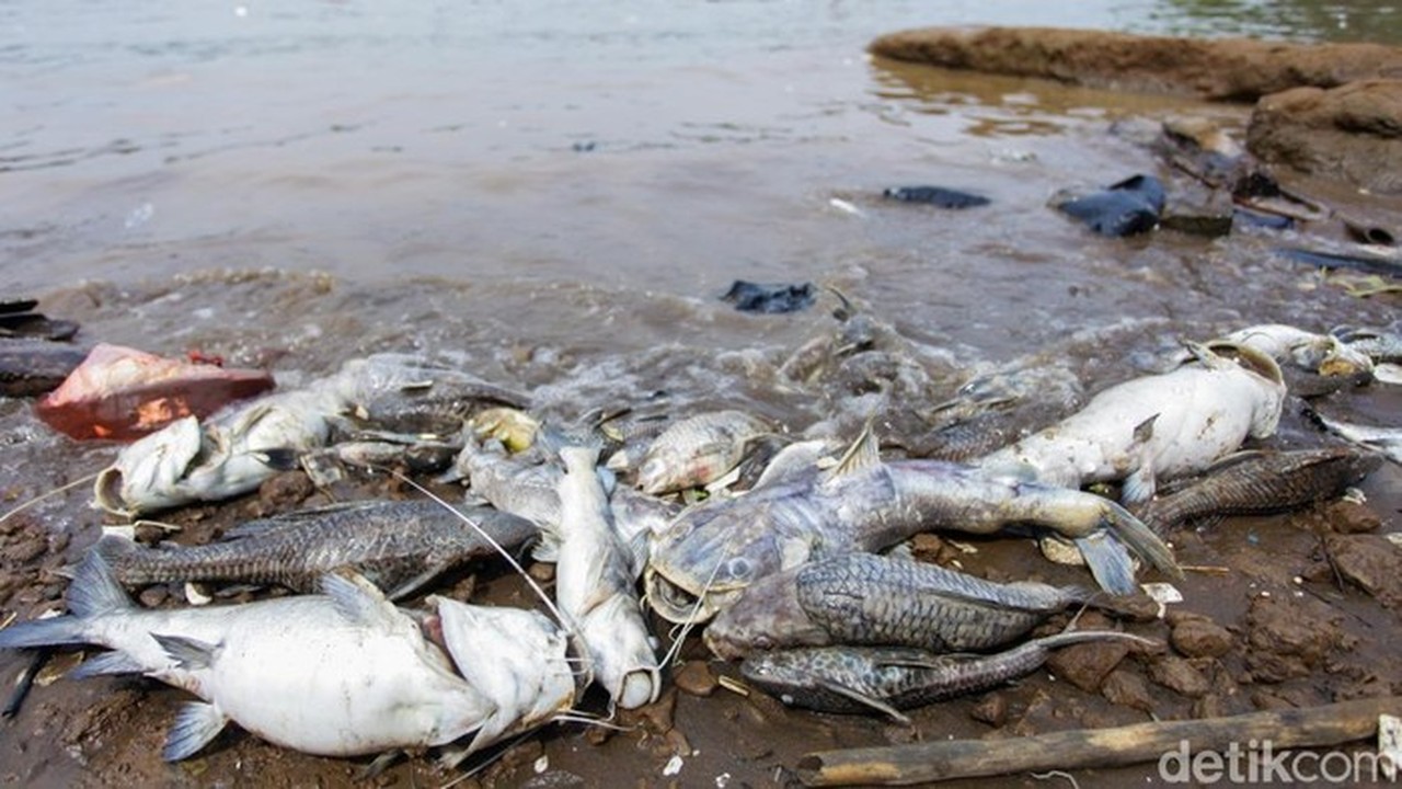 Peneliti BRIN Ingatkan Bahaya Kronis Pestisida Tumpah di Sungai Cisadane Pascakebakaran