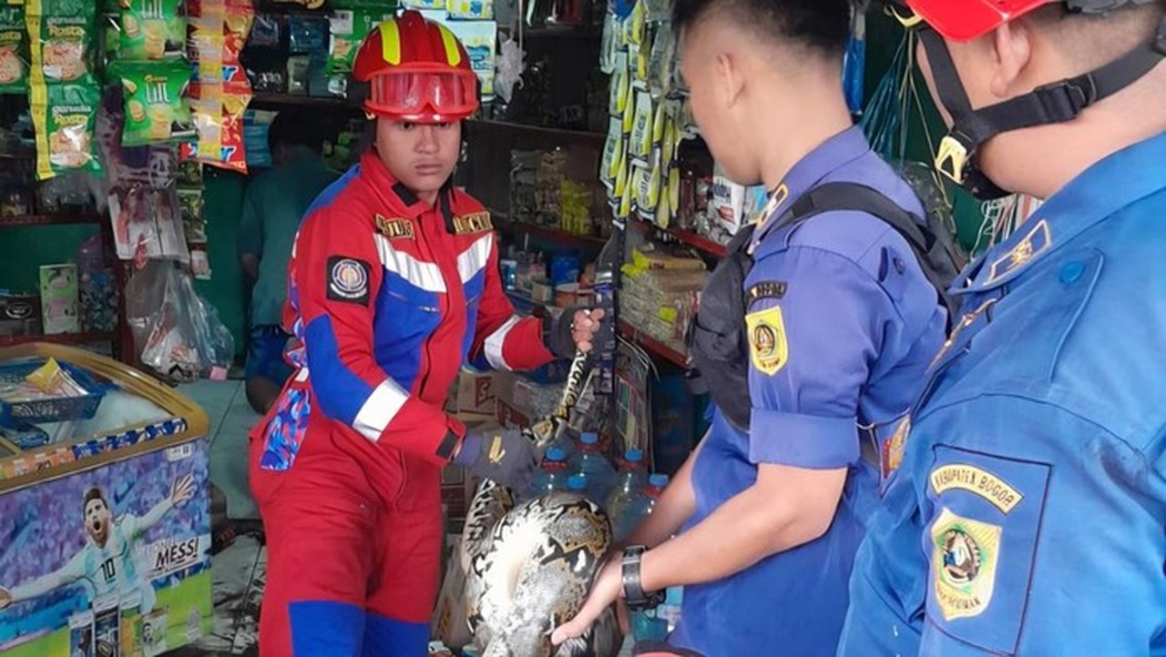 Ular Sanca 3 Meter Gegerkan Toko Sembako di Bogor, Damkar Lakukan Evakuasi Dramatis