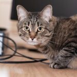 Pensiunan ASN di Blora Tendang Kucing hingga Mati, Terancam Hukuman 1 Tahun Penjara